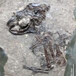 Fossilienfunde