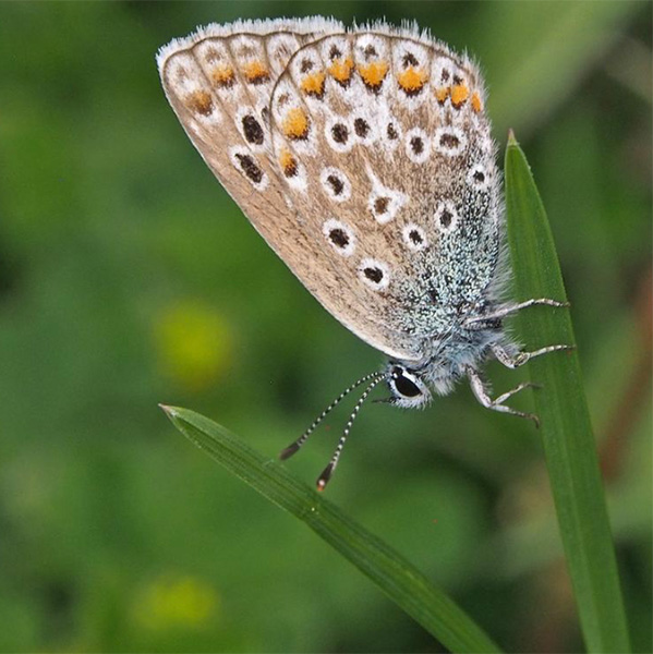 Unsere Insekten und ihr ökologisches Umfeld