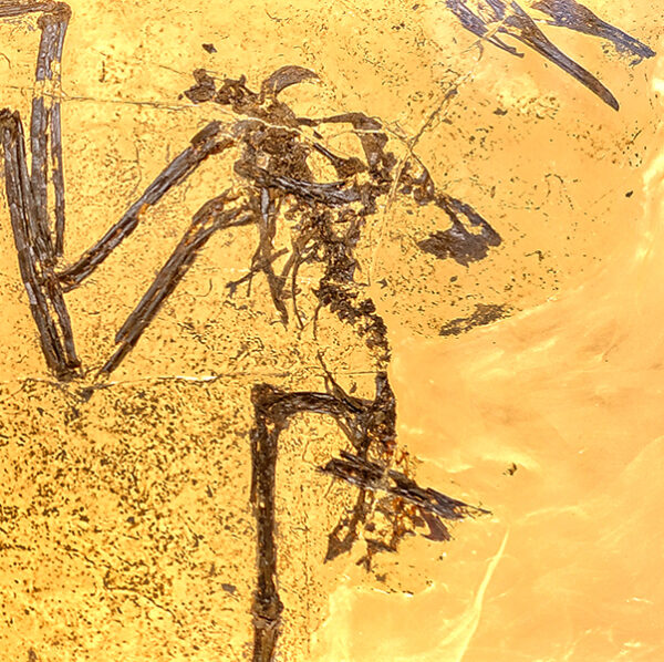 Faszinierende Fossilien – eine Entdeckungsreise