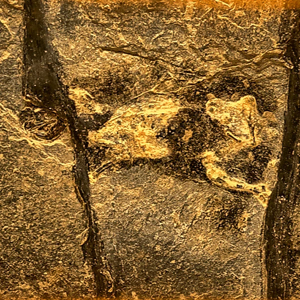 Faszinierende Fossilien – eine Entdeckungsreise